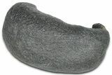 Fossil Whale Ear Bone - South Carolina #369256-1